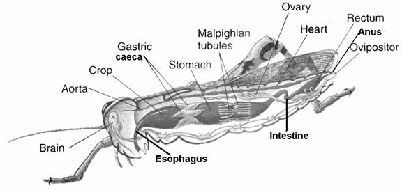 What is a grasshopper's digestive system?