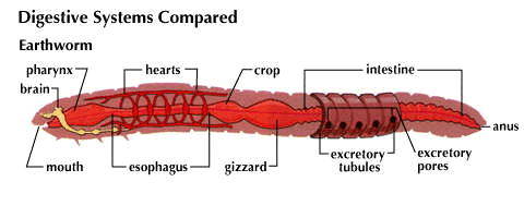 Digestive system of an earthworm what do earthworms eat
